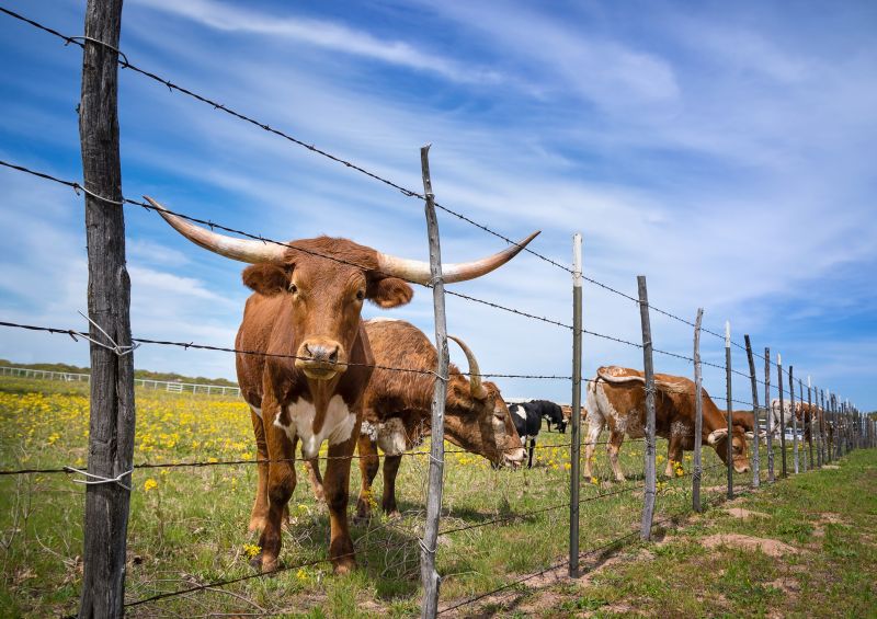 Livestock Fencing Solutions